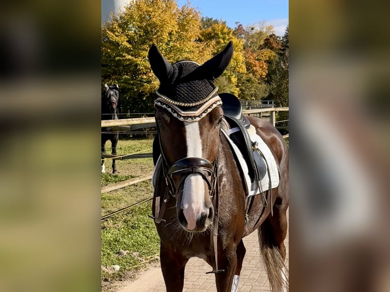 Caballo de deporte alemán Yegua 6 años 172 cm Alazán-tostado in Willst&#xE4;tt