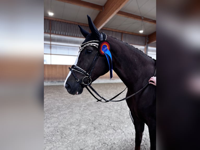 Caballo de deporte alemán Yegua 6 años 172 cm Alazán-tostado in Willst&#xE4;tt