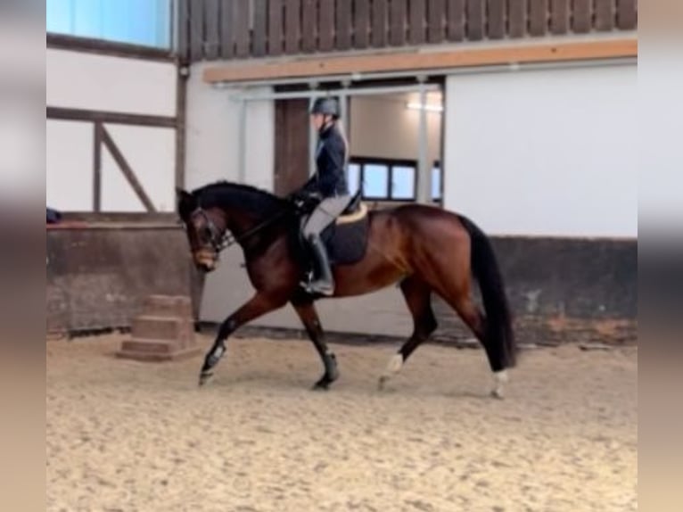 Caballo de deporte alemán Yegua 6 años 172 cm Castaño in Empfingen