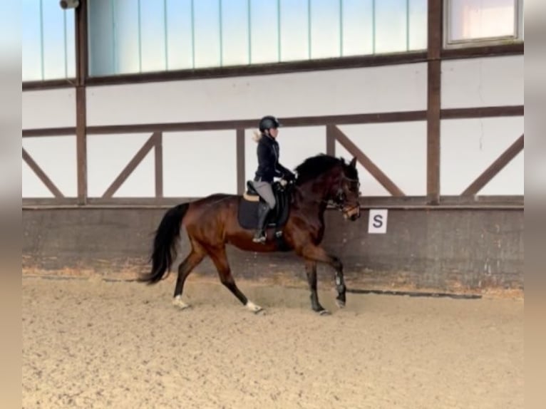 Caballo de deporte alemán Yegua 6 años 172 cm Castaño in Empfingen