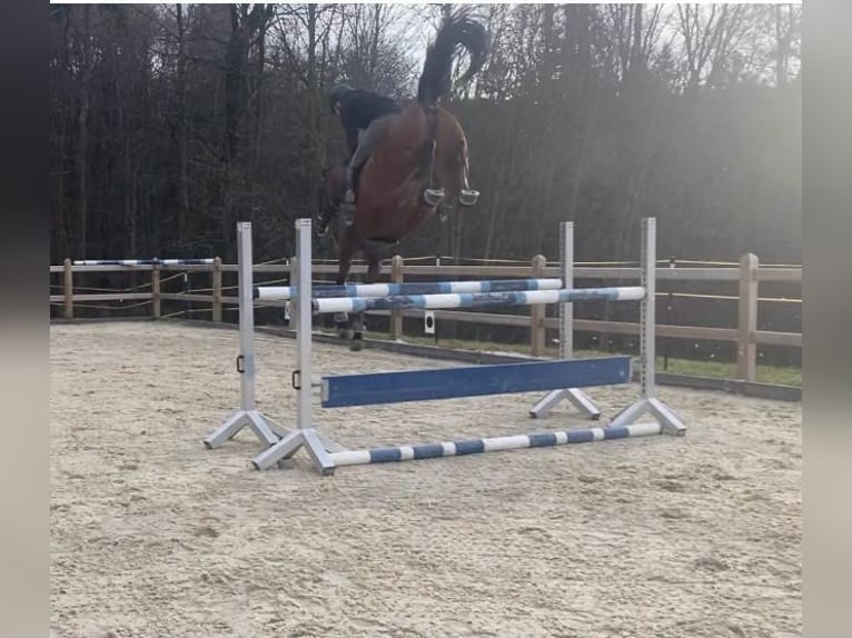 Caballo de deporte alemán Yegua 6 años 172 cm Castaño in Bad Griesbach im Rottal