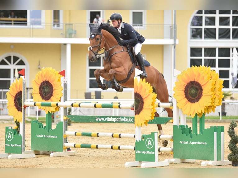 Caballo de deporte alemán Yegua 6 años 172 cm Castaño in Gomadingen