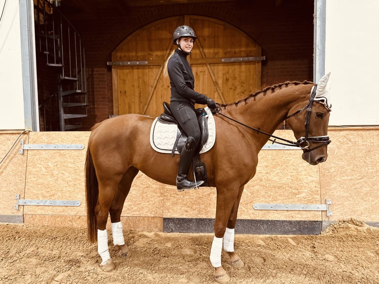 Caballo de deporte alemán Yegua 6 años 173 cm Alazán in Müncheberg