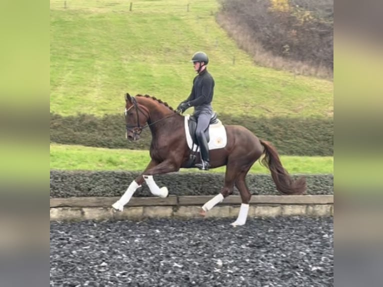 Caballo de deporte alemán Yegua 6 años 173 cm Alazán-tostado in NiederkirchenNiederkirchen