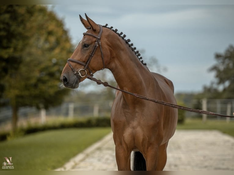 Caballo de deporte alemán Yegua 6 años 173 cm Castaño in Göppingen