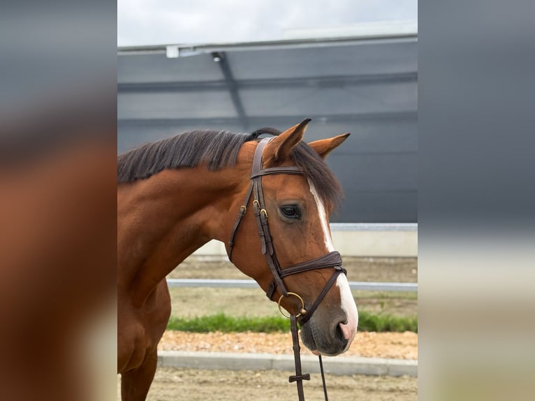 Caballo de deporte alemán Yegua 6 años 173 cm Castaño in Kamenz