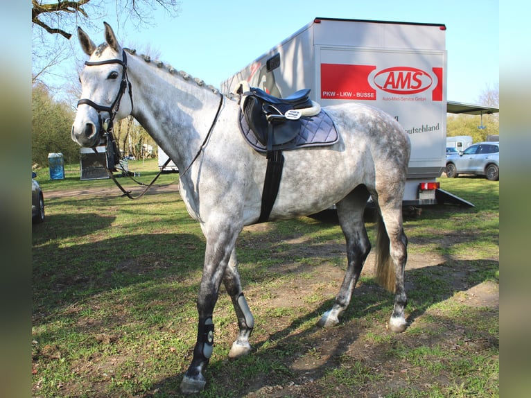 Caballo de deporte alemán Yegua 6 años 173 cm Tordo in Helbra
