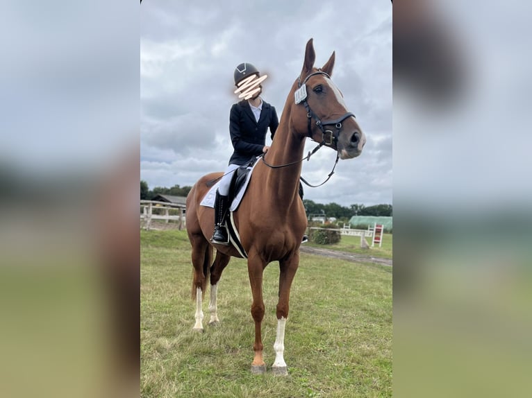 Caballo de deporte alemán Yegua 6 años 174 cm Alazán in Boizenburg