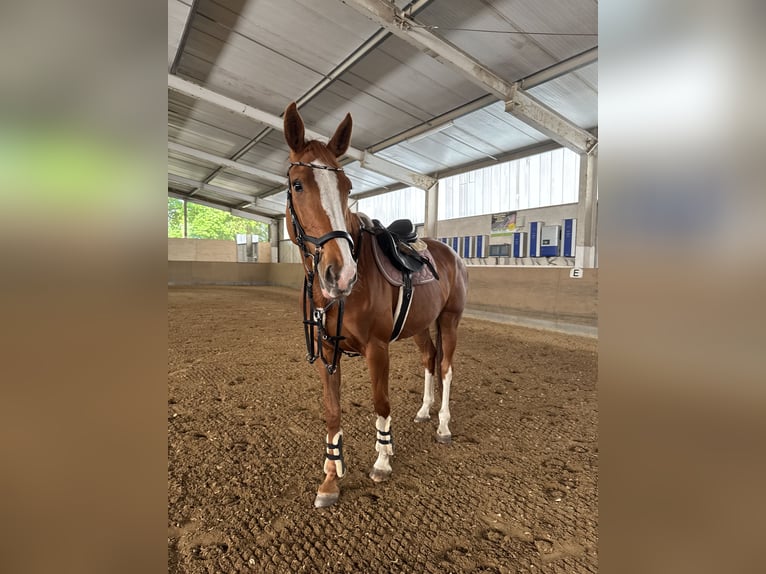 Caballo de deporte alemán Yegua 6 años 174 cm Alazán in Boizenburg
