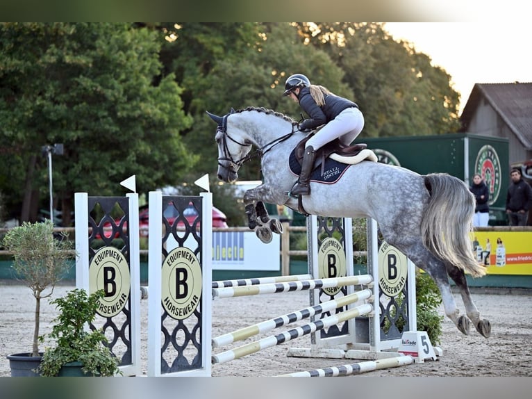 Caballo de deporte alemán Yegua 6 años 174 cm Tordo in Wächtersbach