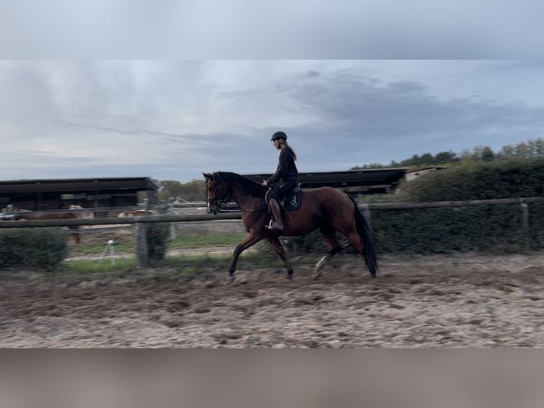 Caballo de deporte alemán Yegua 6 años 175 cm Castaño in Trebbin