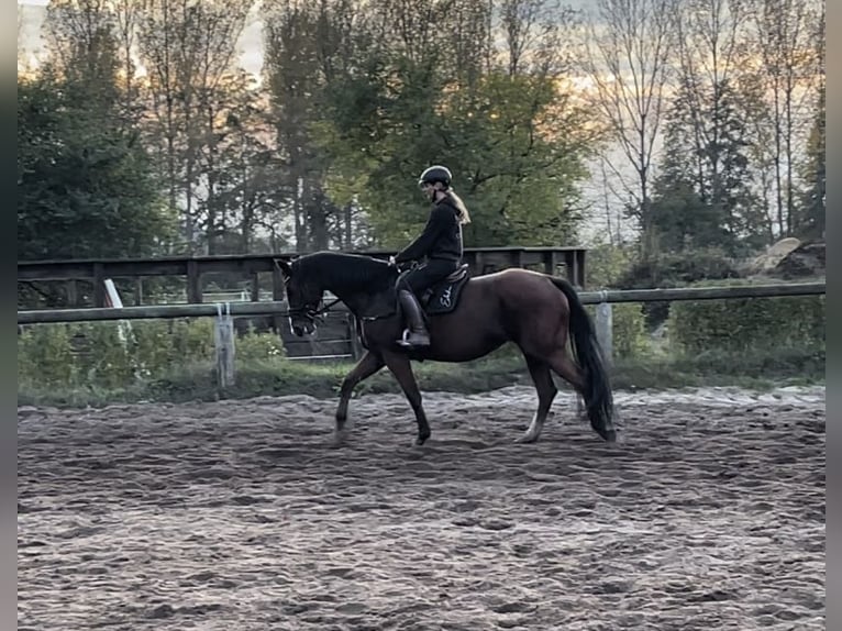 Caballo de deporte alemán Yegua 6 años 175 cm Castaño in Trebbin