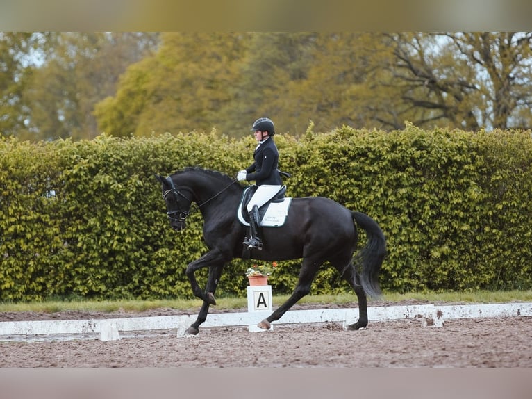 Caballo de deporte alemán Yegua 6 años 175 cm Negro in Horstfelde