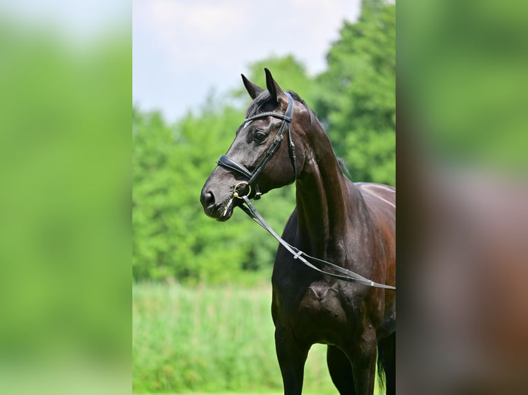 Caballo de deporte alemán Yegua 6 años 175 cm Negro in Horstfelde