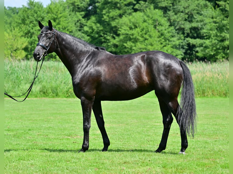 Caballo de deporte alemán Yegua 6 años 175 cm Negro in Horstfelde