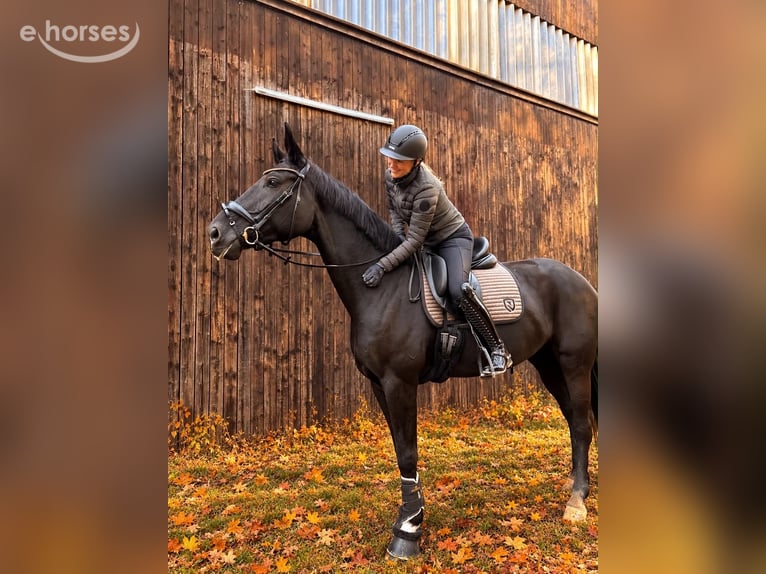 Caballo de deporte alemán Yegua 6 años 175 cm Negro in SaarlouisSaarlouis