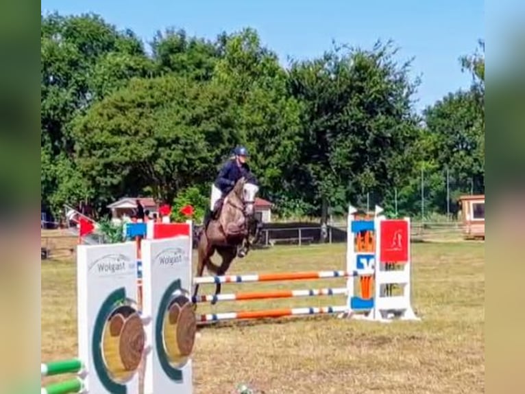 Caballo de deporte alemán Yegua 6 años 175 cm Tordo in Perleberg