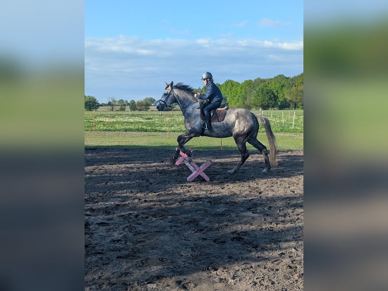 Caballo de deporte alemán Yegua 6 años 175 cm Tordo in Perleberg