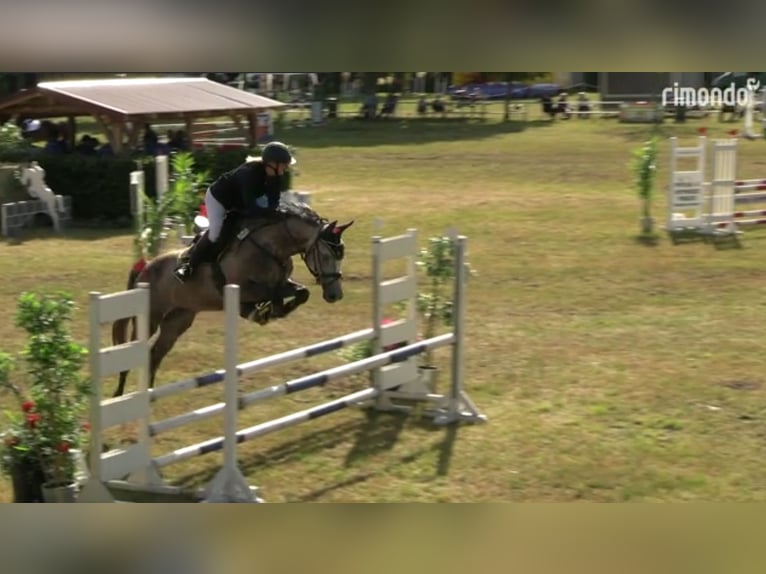 Caballo de deporte alemán Yegua 6 años 175 cm Tordo in Perleberg