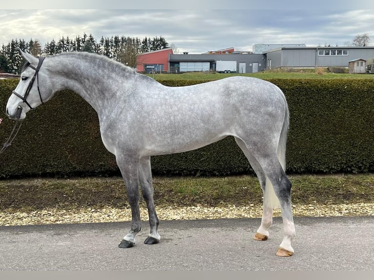 Caballo de deporte alemán Yegua 6 años 175 cm Tordo in Gerstetten