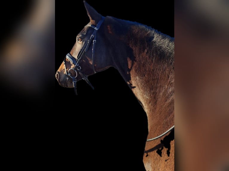 Caballo de deporte alemán Yegua 6 años 176 cm Castaño oscuro in Jena