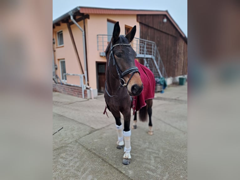 Caballo de deporte alemán Yegua 6 años 176 cm Castaño oscuro in Jena