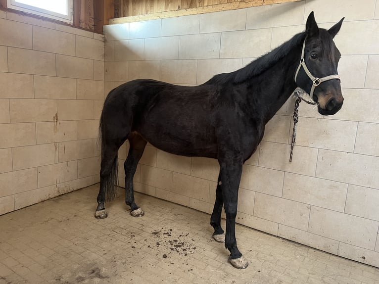 Caballo de deporte alemán Yegua 6 años 176 cm Negro in Sch&#xF6;neck/Vogtland