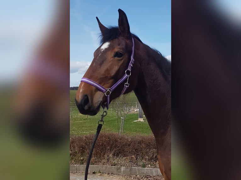 Caballo de deporte alemán Yegua 6 años Castaño in Haldenwang