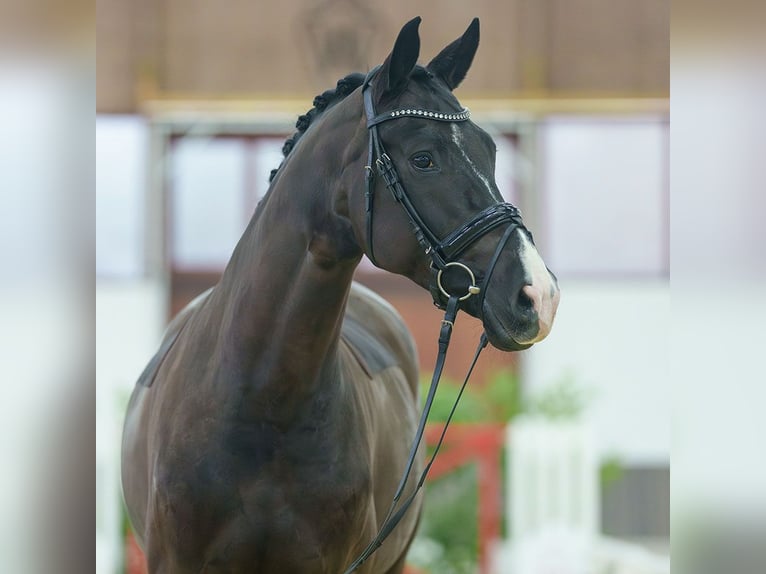 Caballo de deporte alemán Yegua 6 años Negro in Münster-Handorf