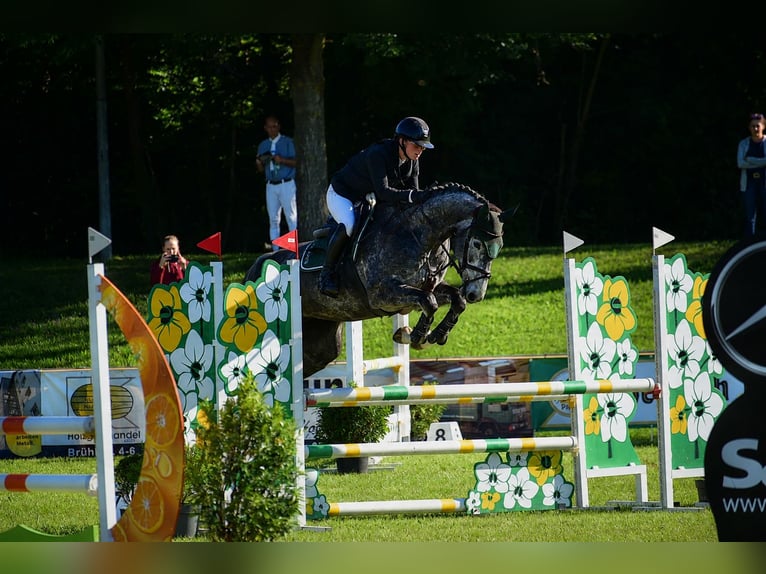 Caballo de deporte alemán Yegua 6 años Tordo rodado in Eppingen