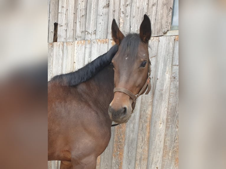 Caballo de deporte alemán Mestizo Yegua 7 años 152 cm Castaño in Stuttgart m&#xF6;hringen