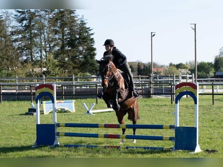 Caballo de deporte alemán Yegua 7 años 158 cm Castaño in Schwarme