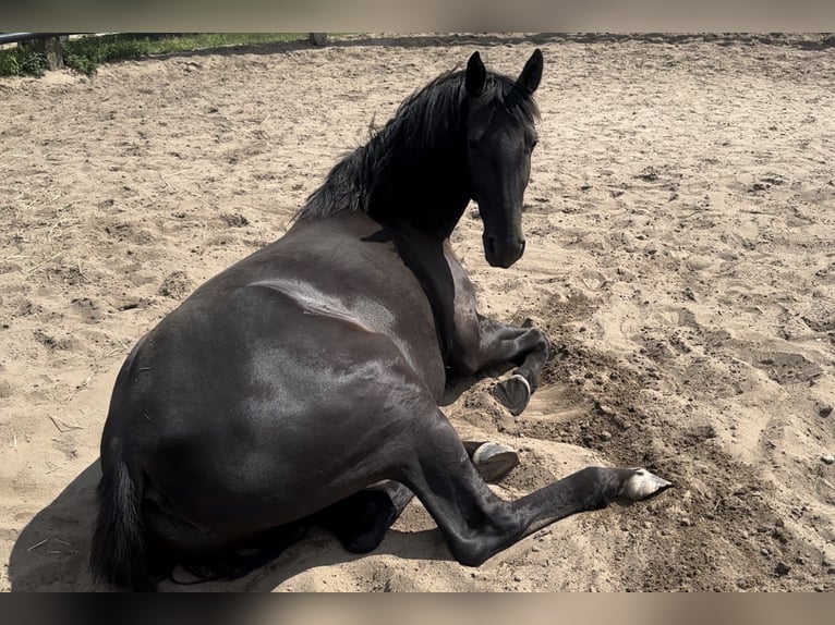 Caballo de deporte alemán Mestizo Yegua 7 años 160 cm Negro in Berlin