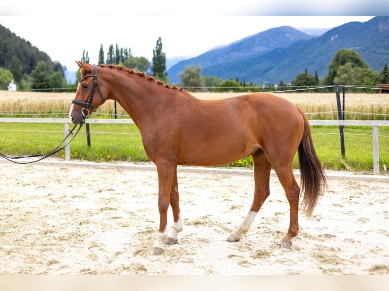 Caballo de deporte alemán Yegua 7 años 162 cm Alazán in Unterperfuss