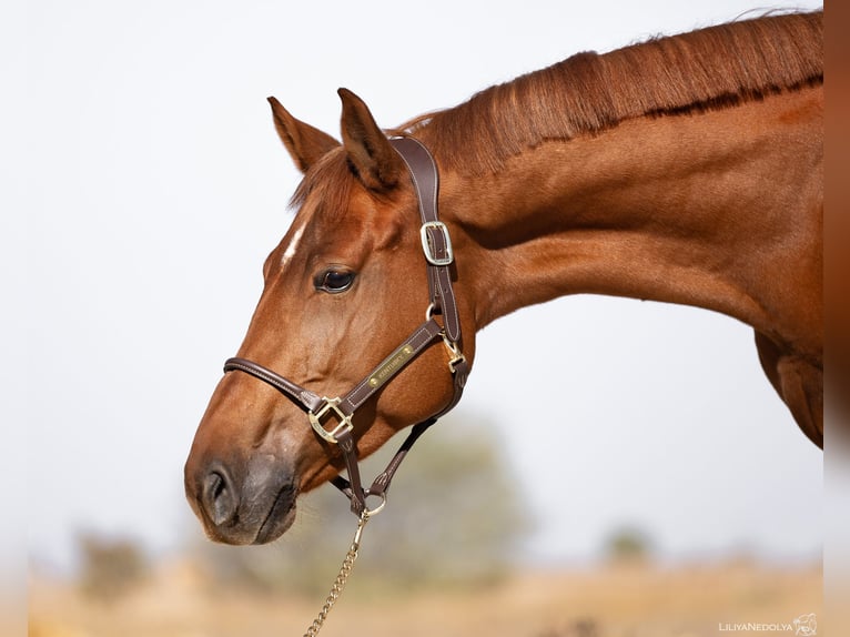 Caballo de deporte alemán Yegua 7 años 163 cm Alazán-tostado in Arezzo