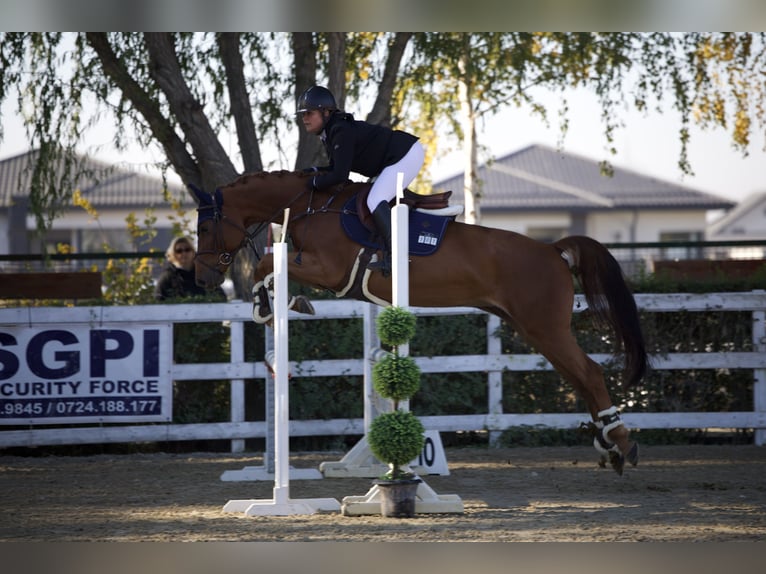 Caballo de deporte alemán Yegua 7 años 163 cm Alazán-tostado in Kronenberg