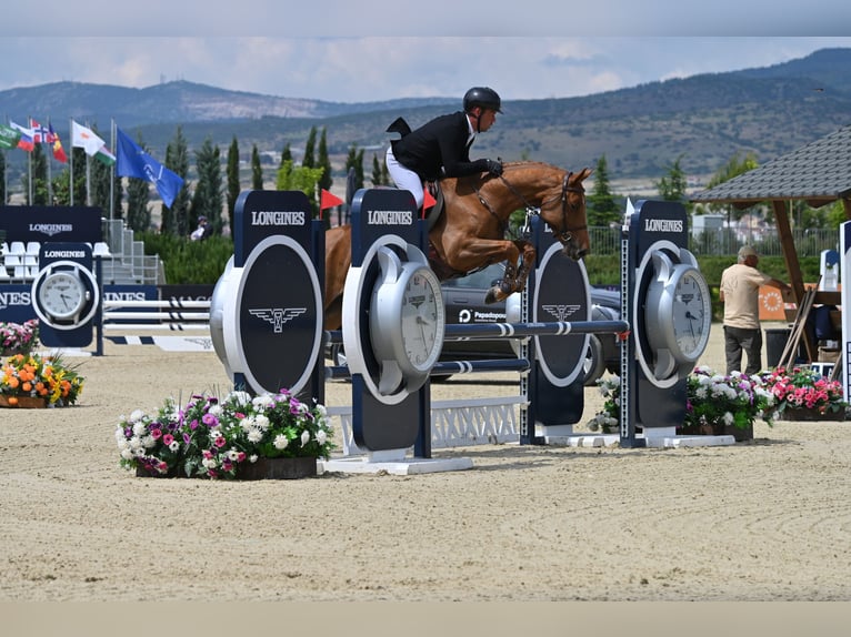 Caballo de deporte alemán Yegua 7 años 163 cm Alazán-tostado in Samorin