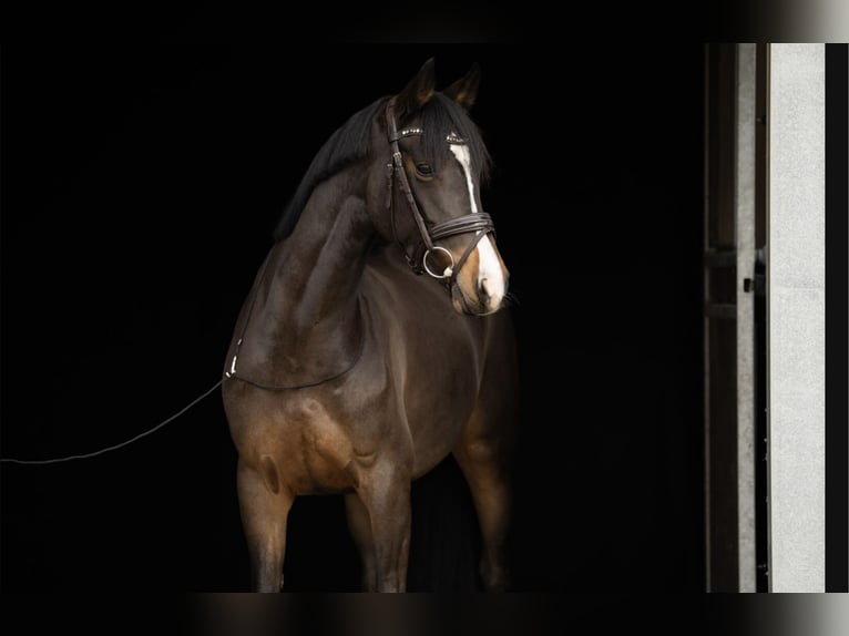 Caballo de deporte alemán Yegua 7 años 163 cm Castaño oscuro in Bösdorf
