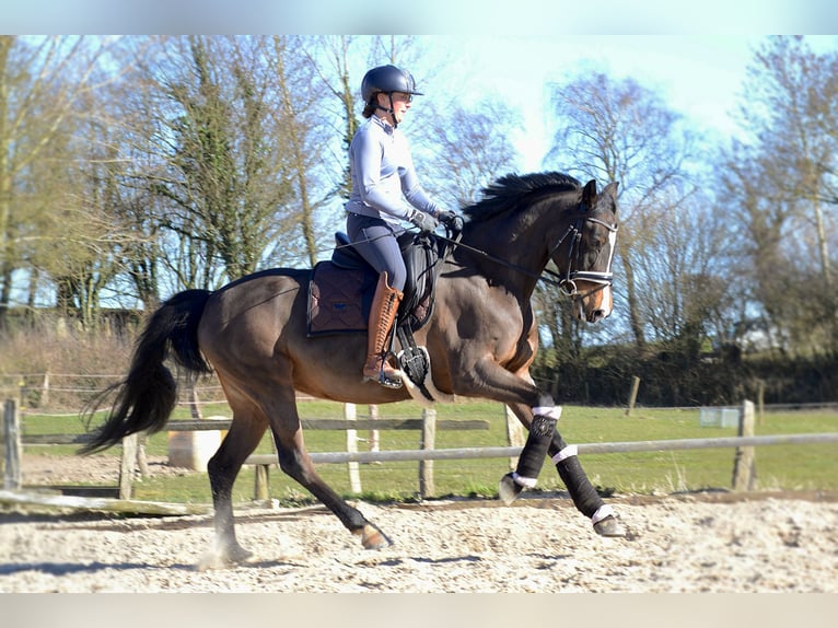 Caballo de deporte alemán Yegua 7 años 163 cm Castaño oscuro in Bösdorf