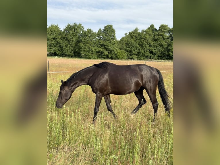 Caballo de deporte alemán Yegua 7 años 163 cm Negro in AhlumBeetzendorf