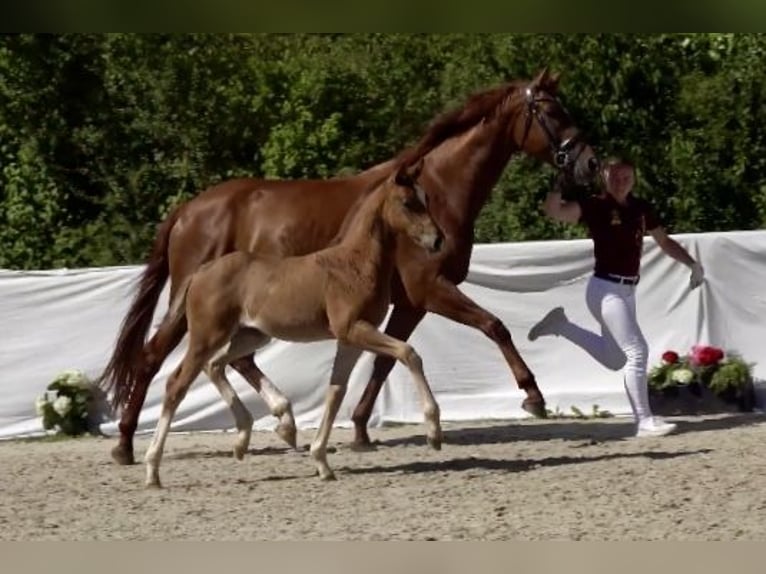 Caballo de deporte alemán Yegua 7 años 164 cm Alazán in Weilheim an der Teck