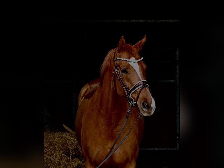 Caballo de deporte alemán Yegua 7 años 164 cm Alazán in Weilheim an der Teck