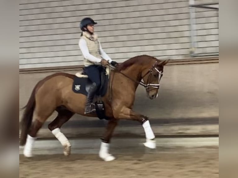 Caballo de deporte alemán Yegua 7 años 164 cm Alazán in Weilheim an der Teck