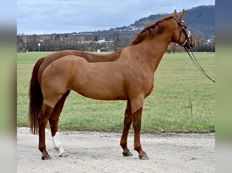 Caballo de deporte alemán Yegua 7 años 164 cm Alazán in Weilheim an der Teck