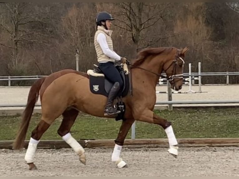 Caballo de deporte alemán Yegua 7 años 164 cm Alazán in Weilheim an der Teck