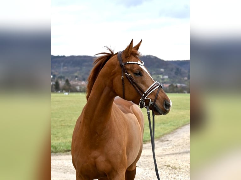 Caballo de deporte alemán Yegua 7 años 164 cm Alazán in Weilheim an der Teck