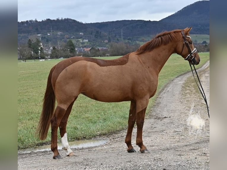 Caballo de deporte alemán Yegua 7 años 164 cm Alazán in Weilheim an der Teck