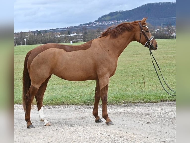 Caballo de deporte alemán Yegua 7 años 164 cm Alazán in Weilheim an der Teck