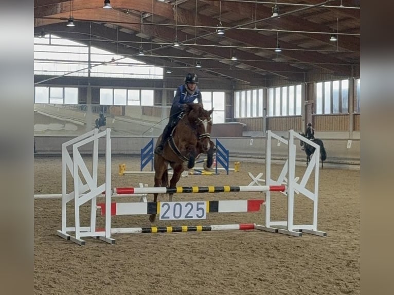 Caballo de deporte alemán Yegua 7 años 164 cm Alazán in Weilheim an der Teck