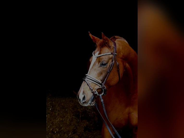 Caballo de deporte alemán Yegua 7 años 164 cm Alazán in Weilheim an der Teck